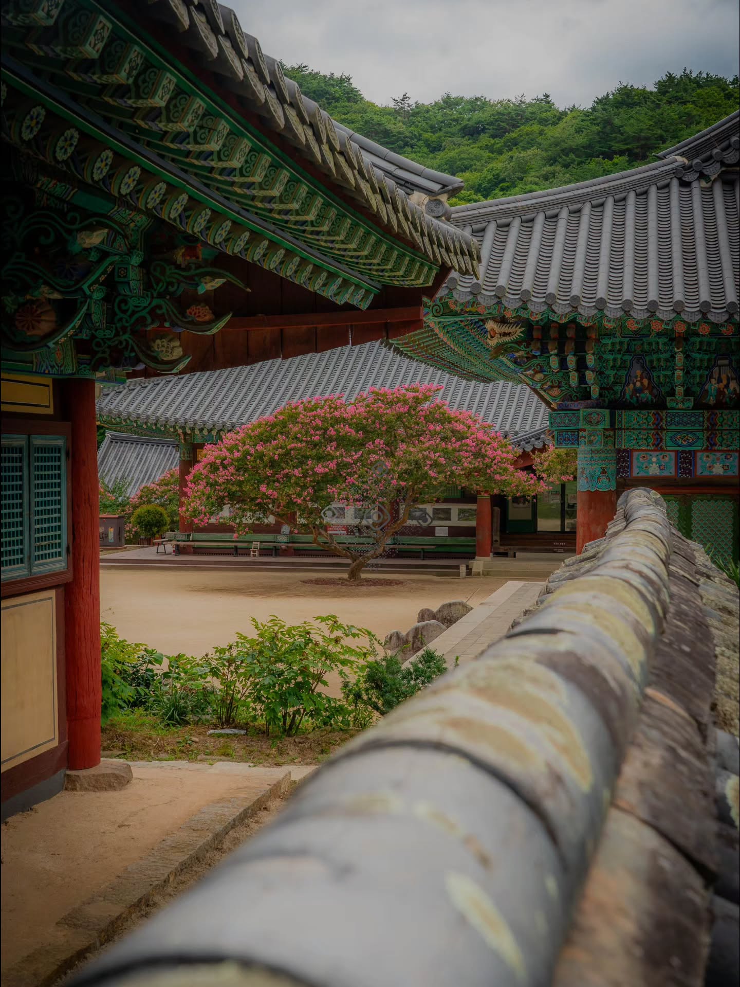 Songgwangsa Temple's Blooming Crape Myrtle Trees
