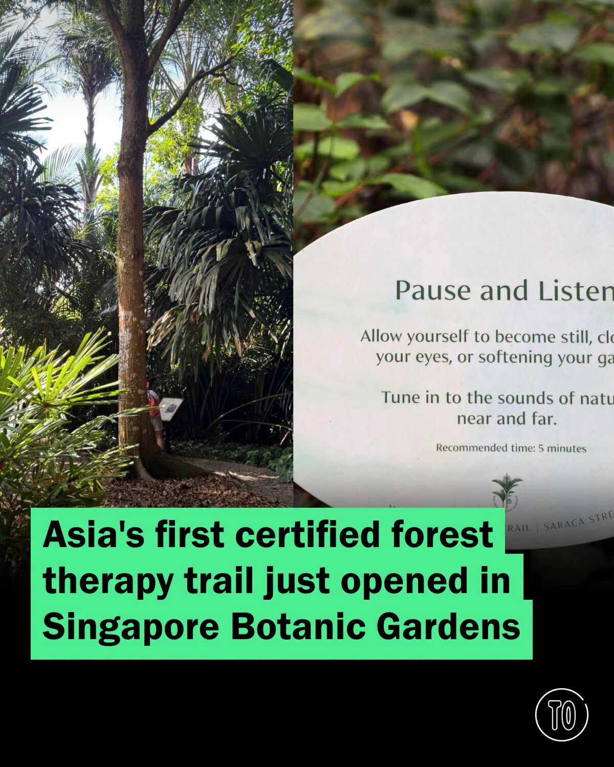 Singapore Botanic Gardens Forest Bathing Trail