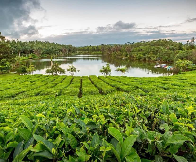 Tea Plantations Offer Scenic Views And Tasting Experiences