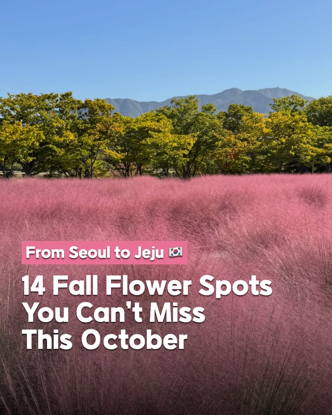 Korean Parks and Gardens Bursting With Autumn Flowers