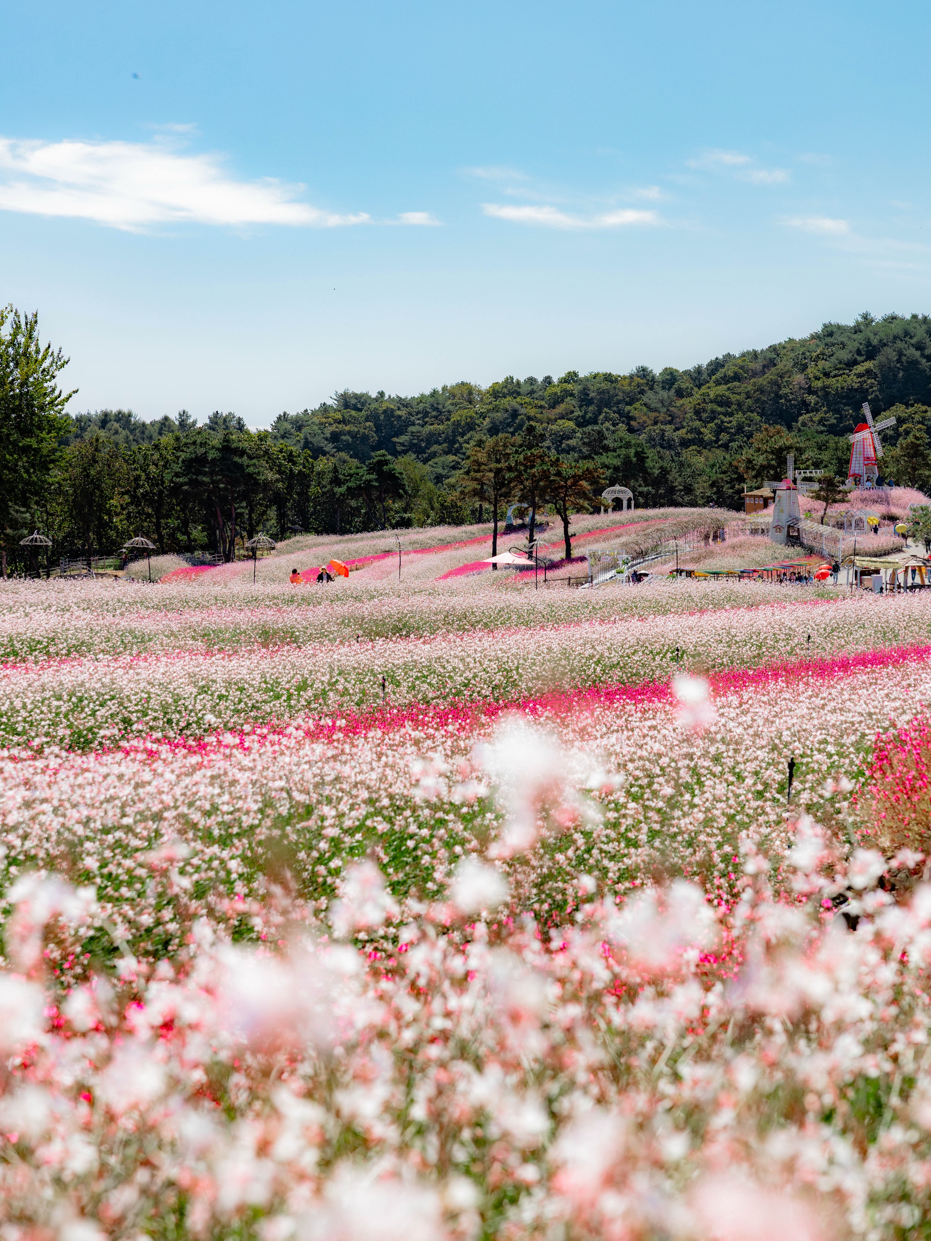 Autumn Flower Destinations For October Weekends