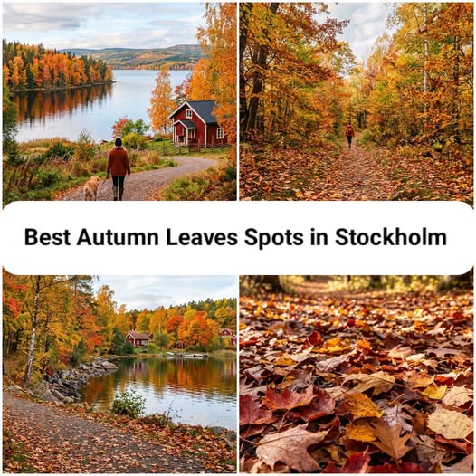 Stockholm's Best Spots For Autumn Leaf Gazing