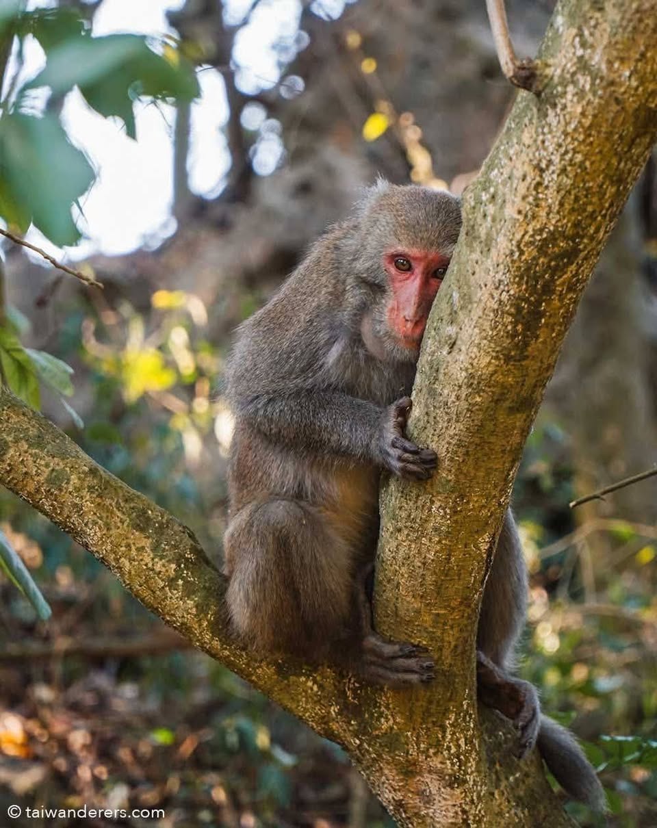 Kaohsiung's Shoushan Area Offers Nature and Views