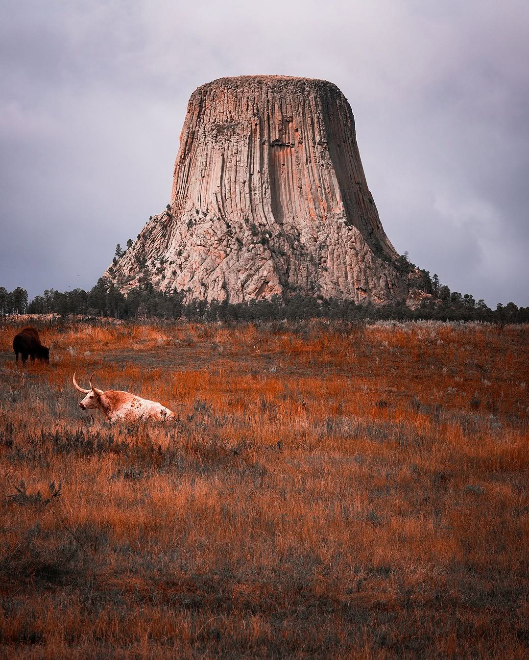 Devils Tower National Monument With Cattle