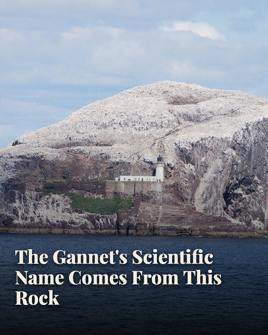 Bass Rock: Island's History and Gannet Colony