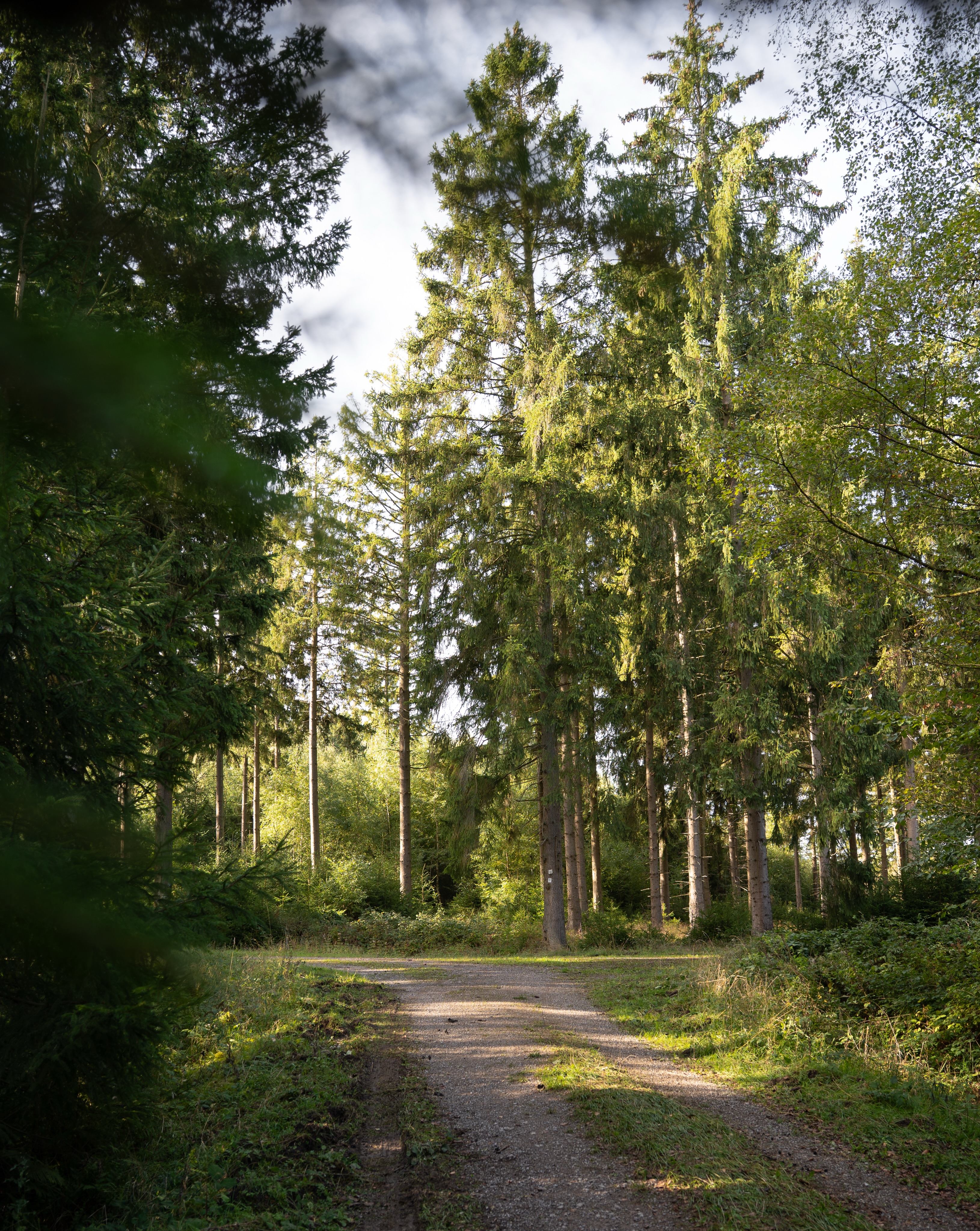 Hürtgenwald Westwall Trail Hike
