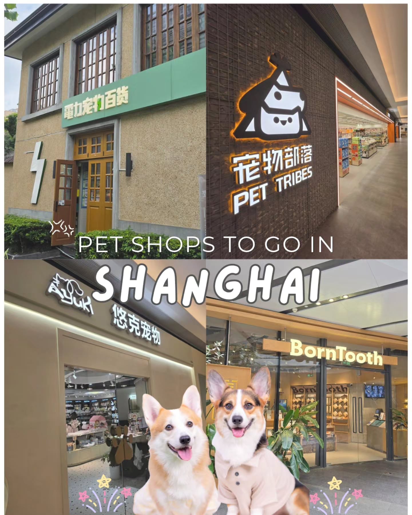 Shanghai Pet Shops Offering Diverse Supplies