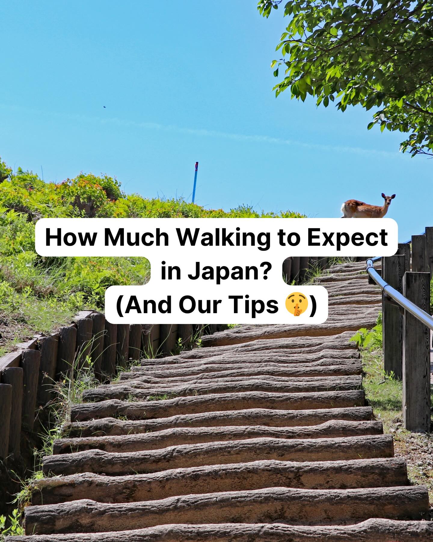 Japan's Major Cities Require Extensive Walking