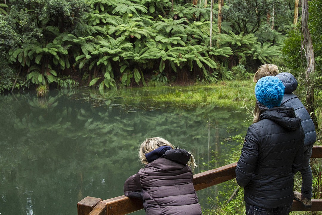 Rainforest Walk in Great Otway National Park