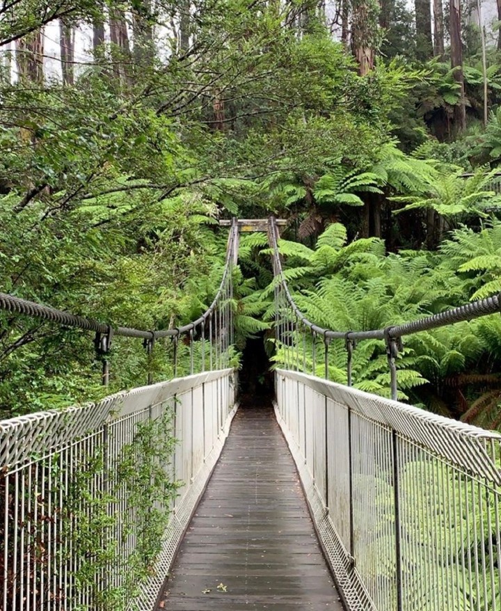 Tarra-Bulga National Park Suspended Forest Walk