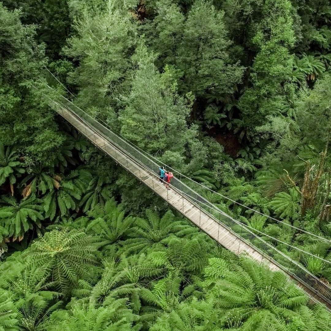 Tarra-Bulga National Park's Temperate Rainforest