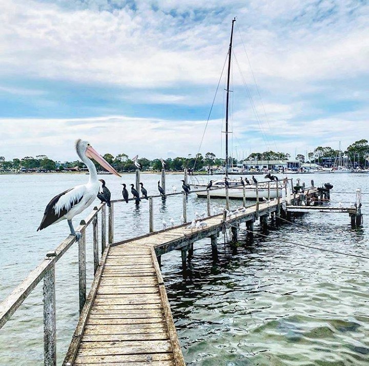 Gippsland Lakes and Raymond Island Koala Haven