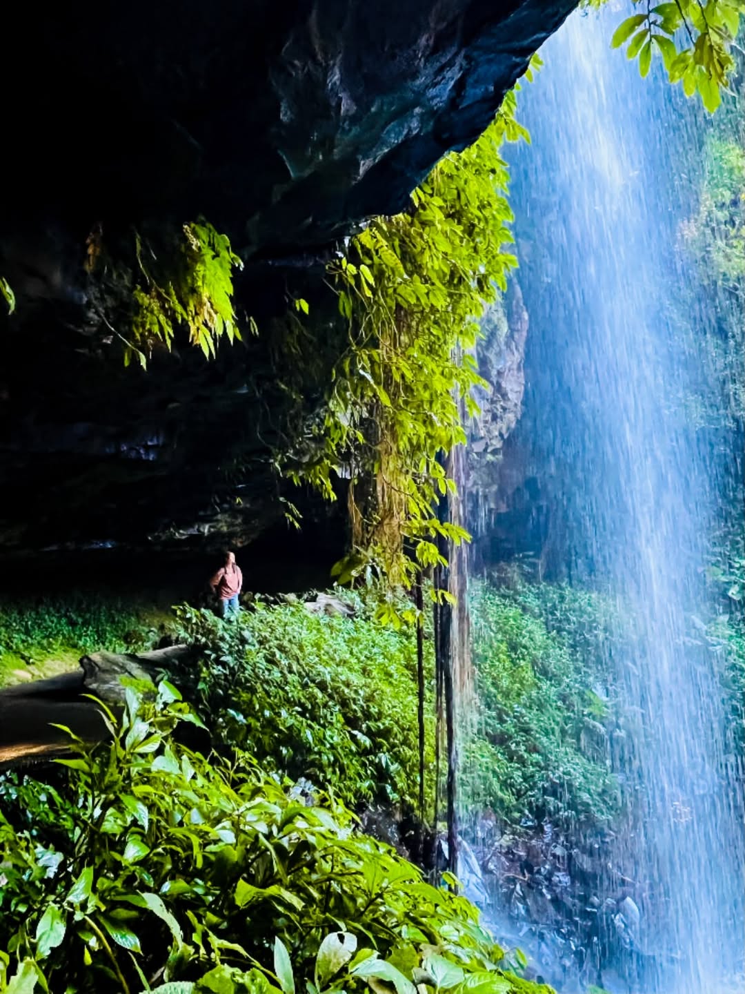 Gondwana Rainforest Hides Crystal Shower Falls