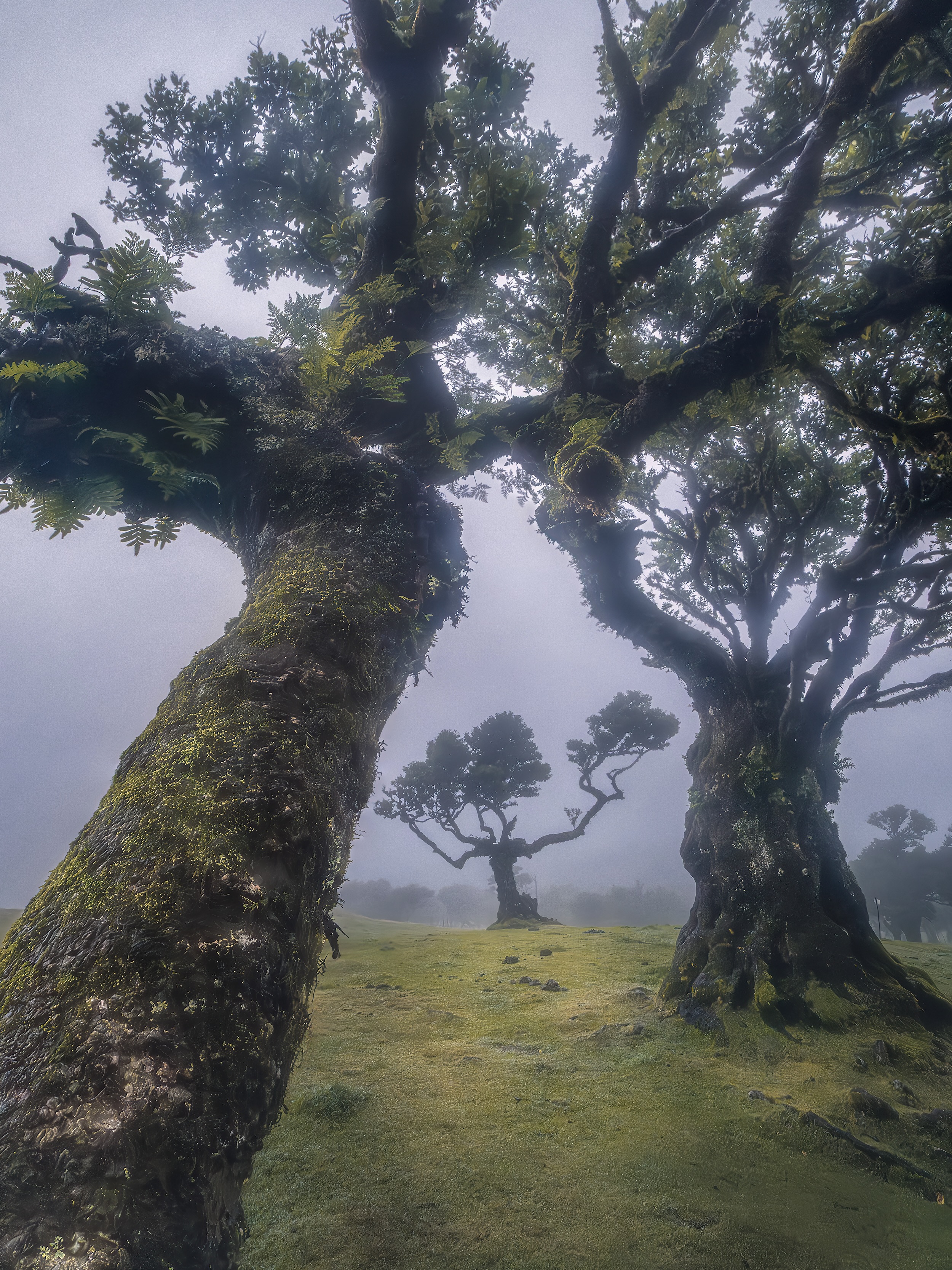 Fanal Forest: A Mystical Portuguese Laurel Remnant