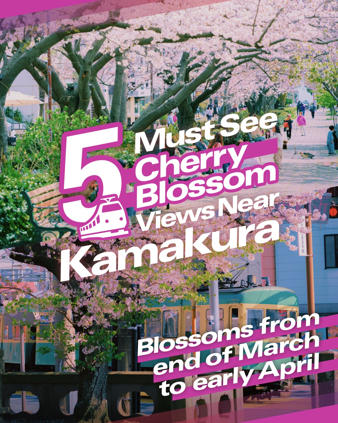 Kamakura's Cherry Blossom Viewing Spots