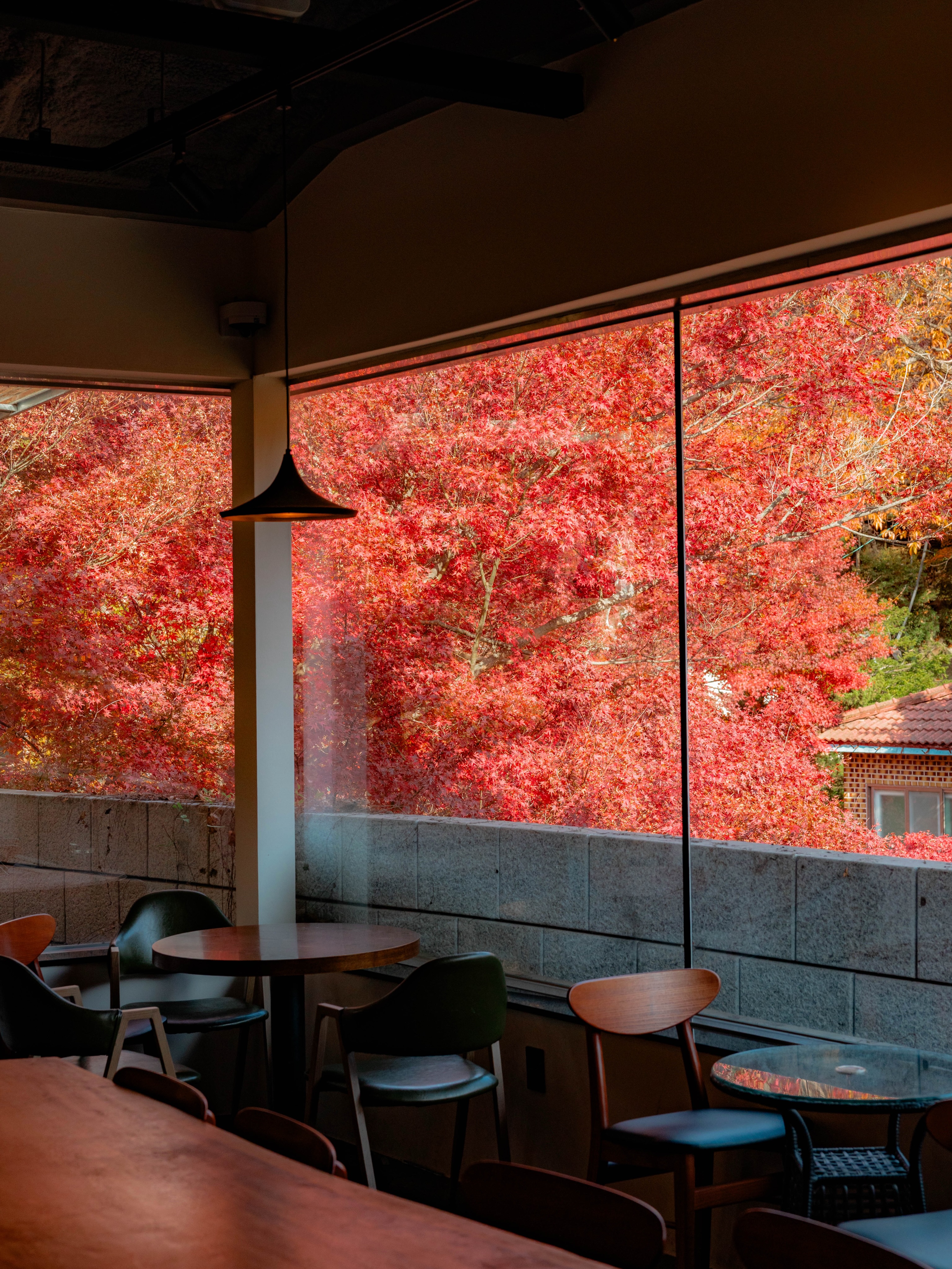 Seoul Cafes With Stunning Autumn Foliage Views