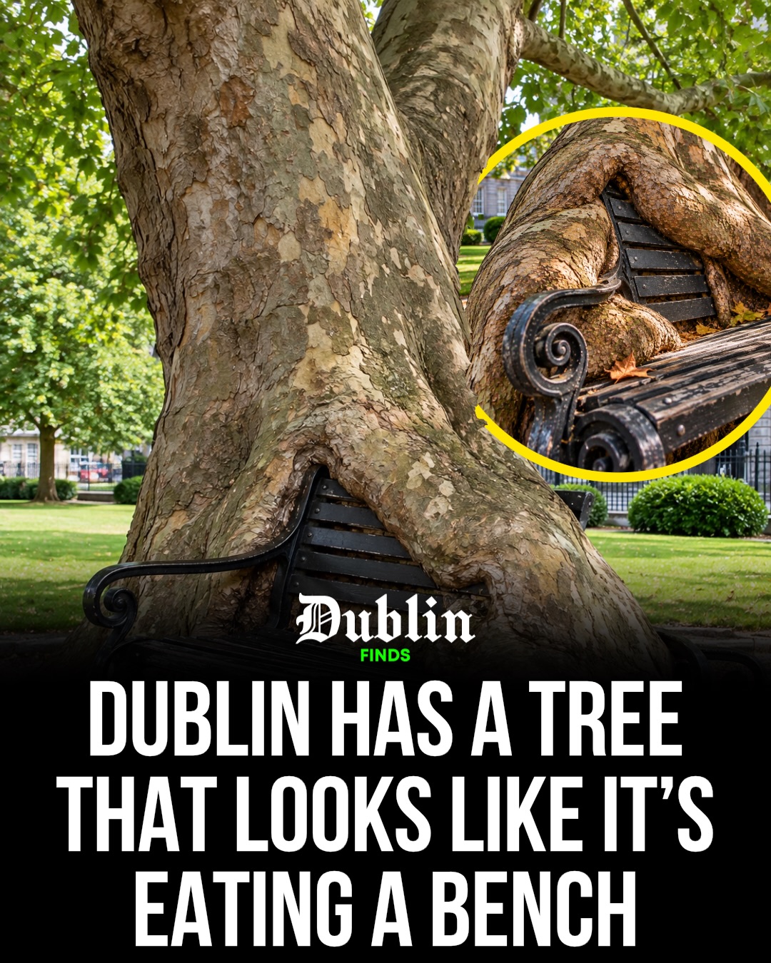 Dublin's Hungry Tree And King's Inns