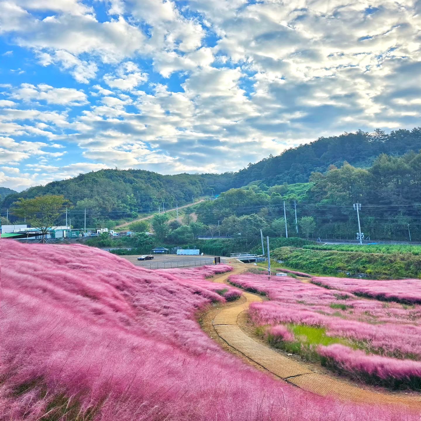 Goesan Grass Garden's Pink Muhly Fields