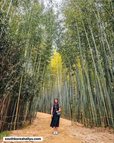 Damyang's Bamboo Forest and Noodle Street
