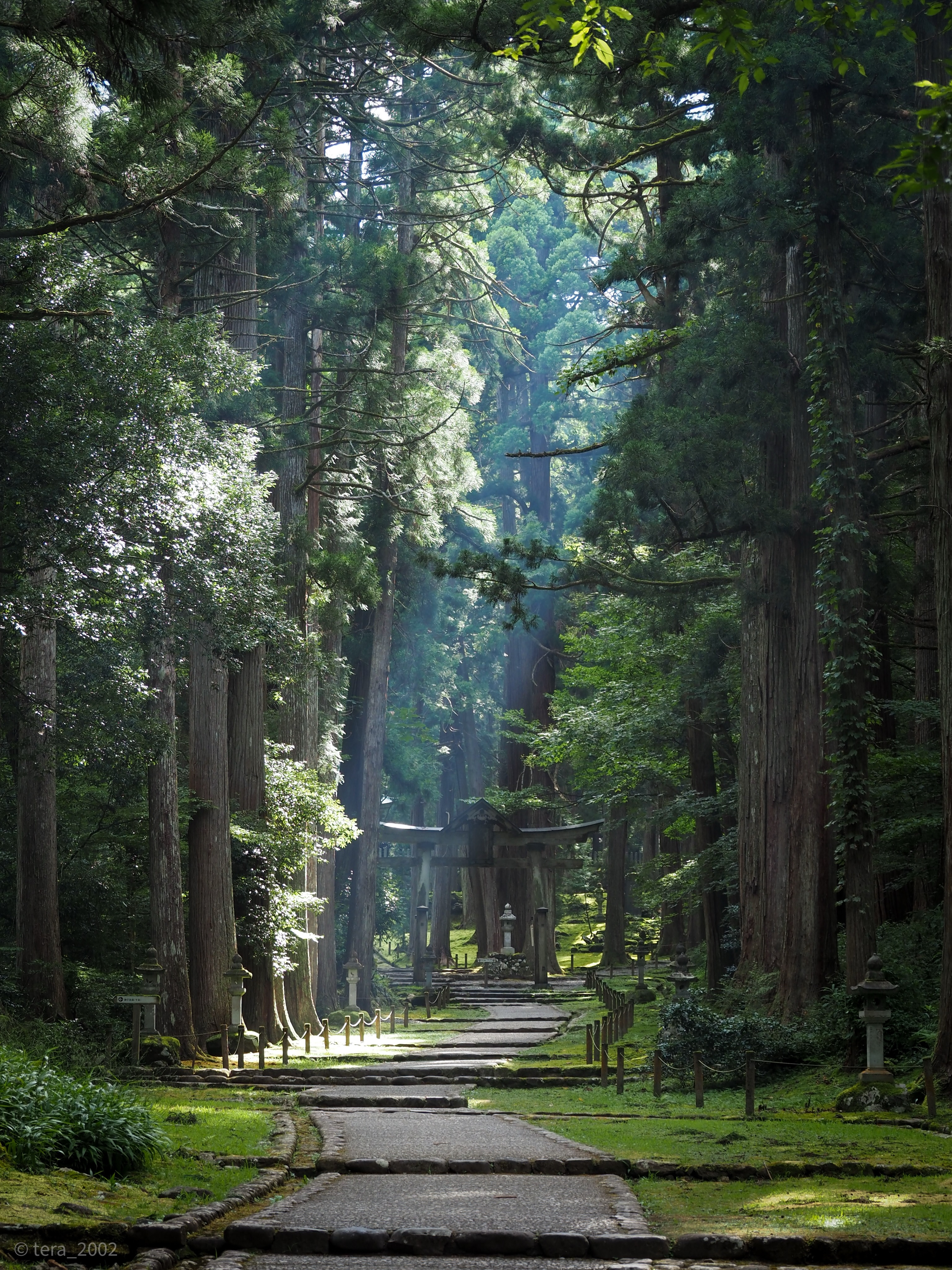 Mossy Shrine's Morning Serenity