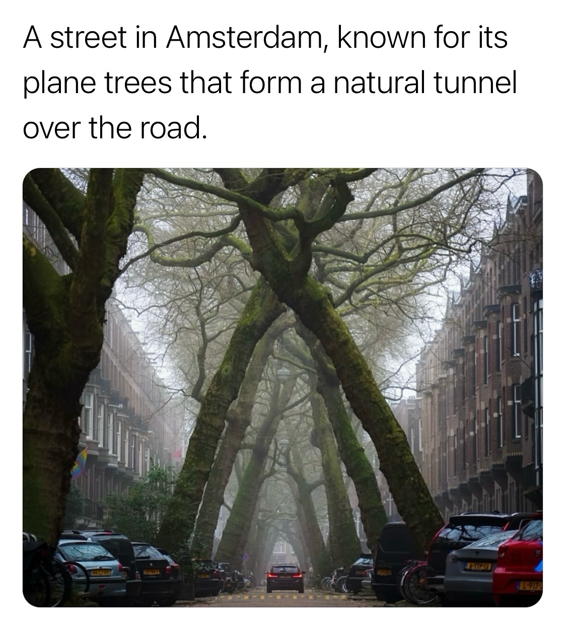 Amsterdam's Enchanting Tree-Lined Street