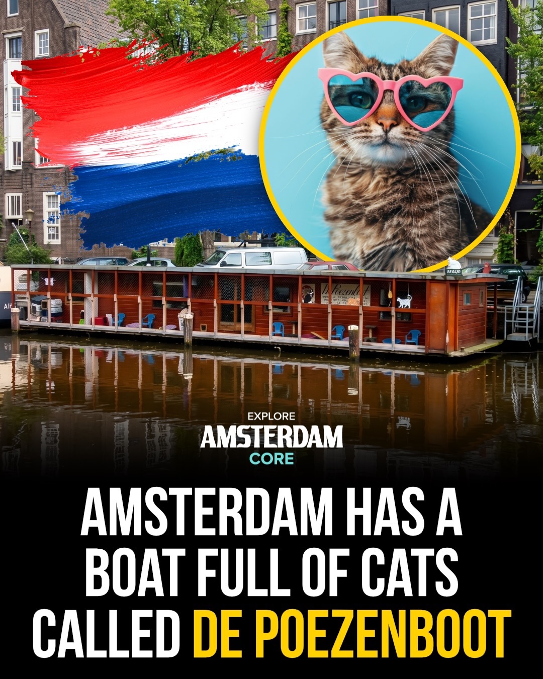Amsterdam's Cat Boat Sanctuary