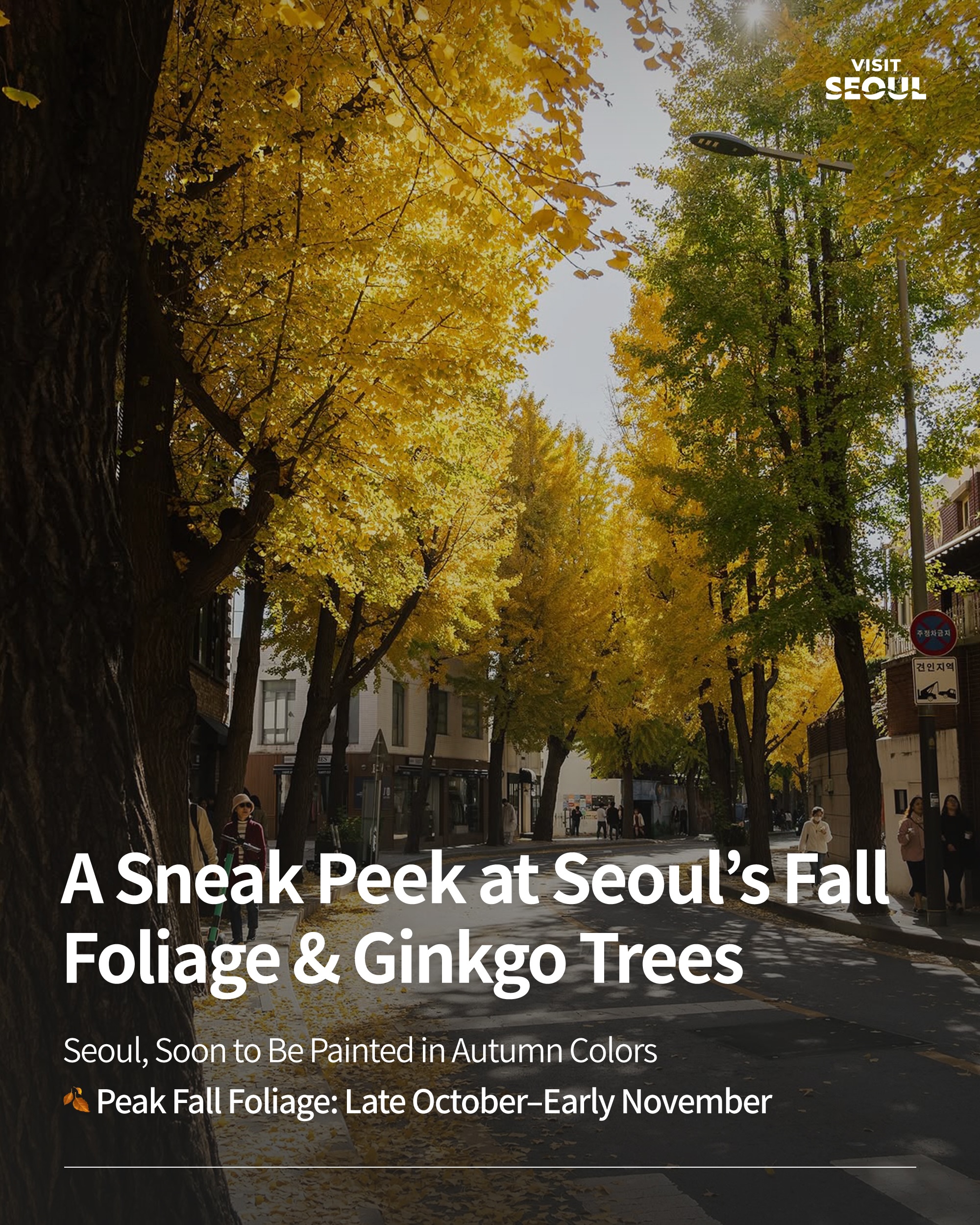 Seoul's Top Spots For Autumn Foliage Views