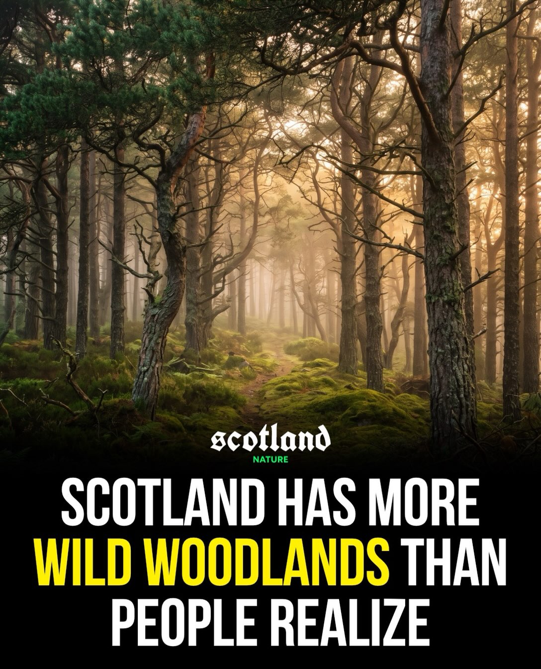 Scotland's Diverse Wild Woodland Habitats