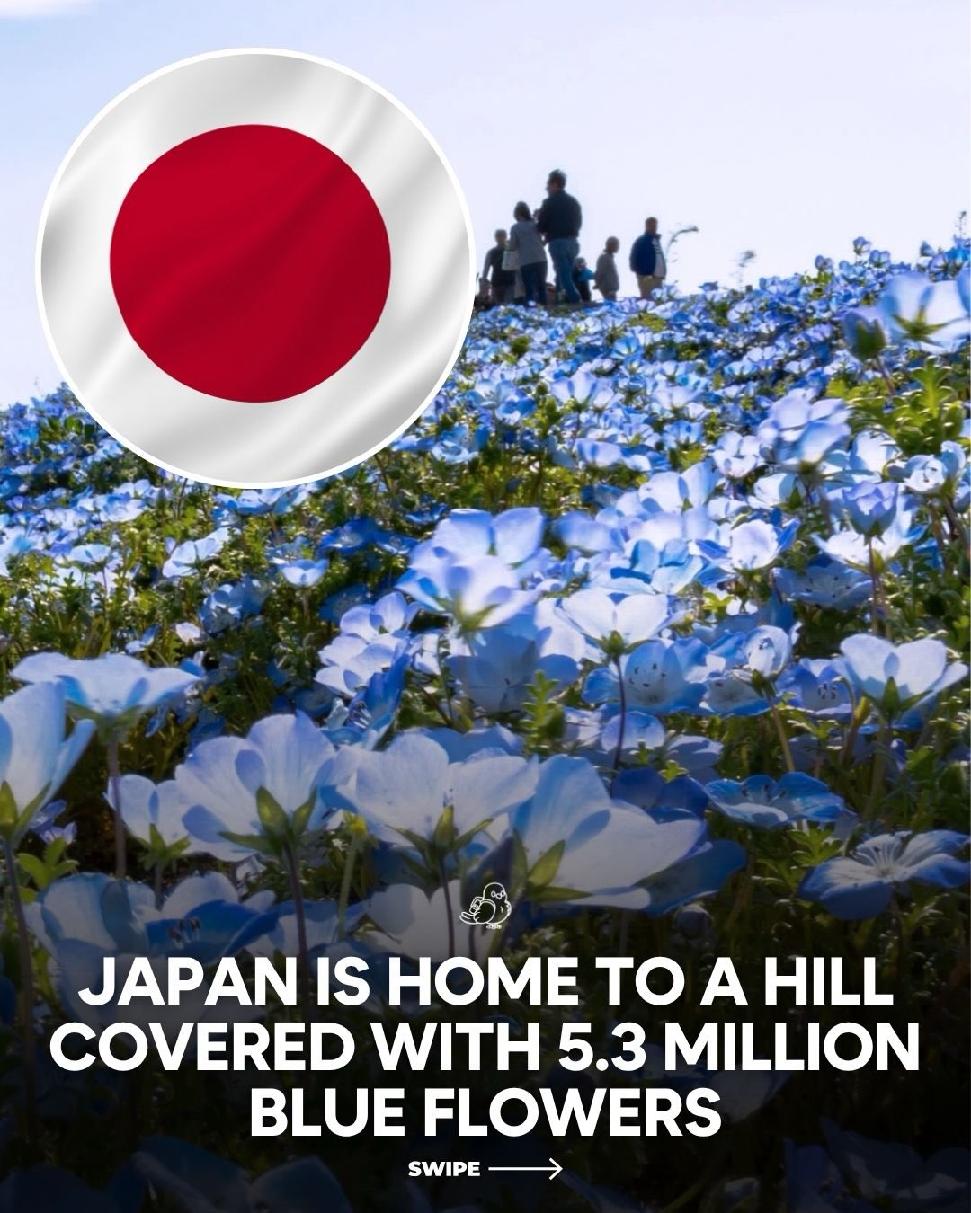 Spring Nemophila Blooms At Japan's Hitachi Seaside Park