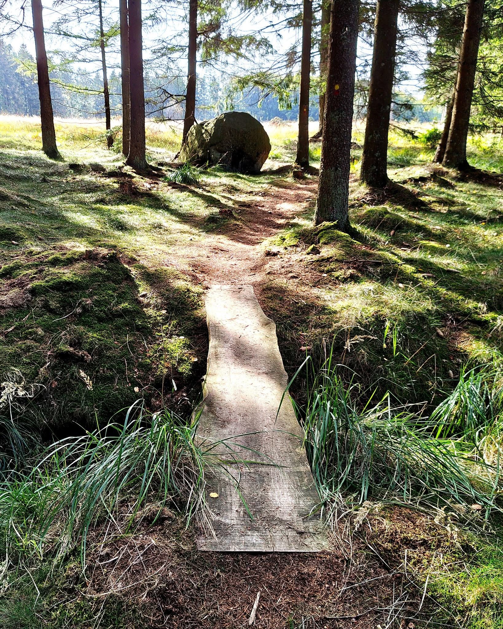 New Mental Trail in Almindingen Forest