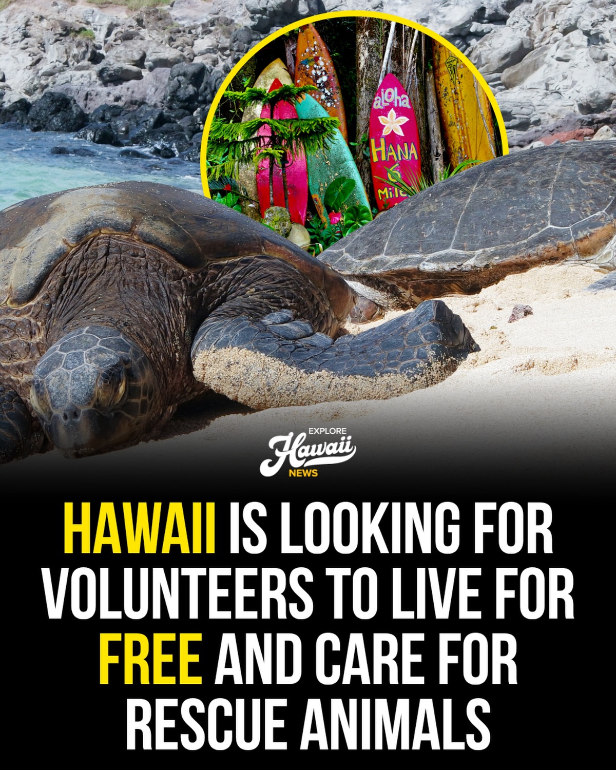 Hawaii Sanctuaries Seek Animal Care Volunteers