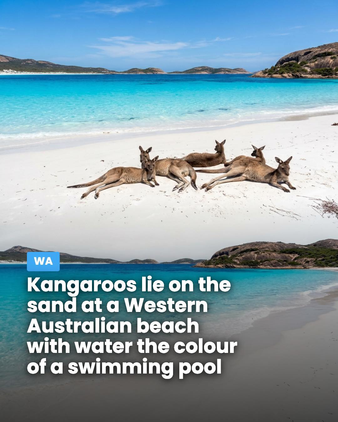 Kangaroos Enjoying White Sand Beaches in Western Australia