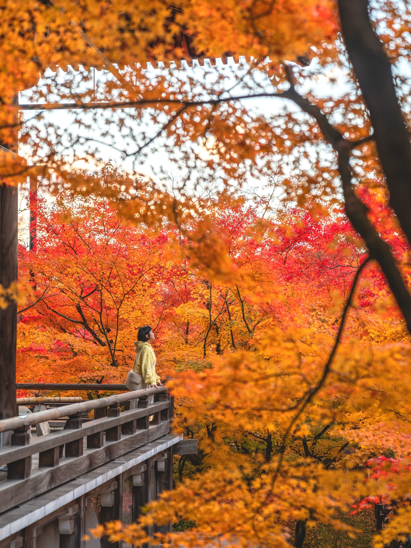 Kyoto's Eikando Temple: A Stunning Autumn Gem