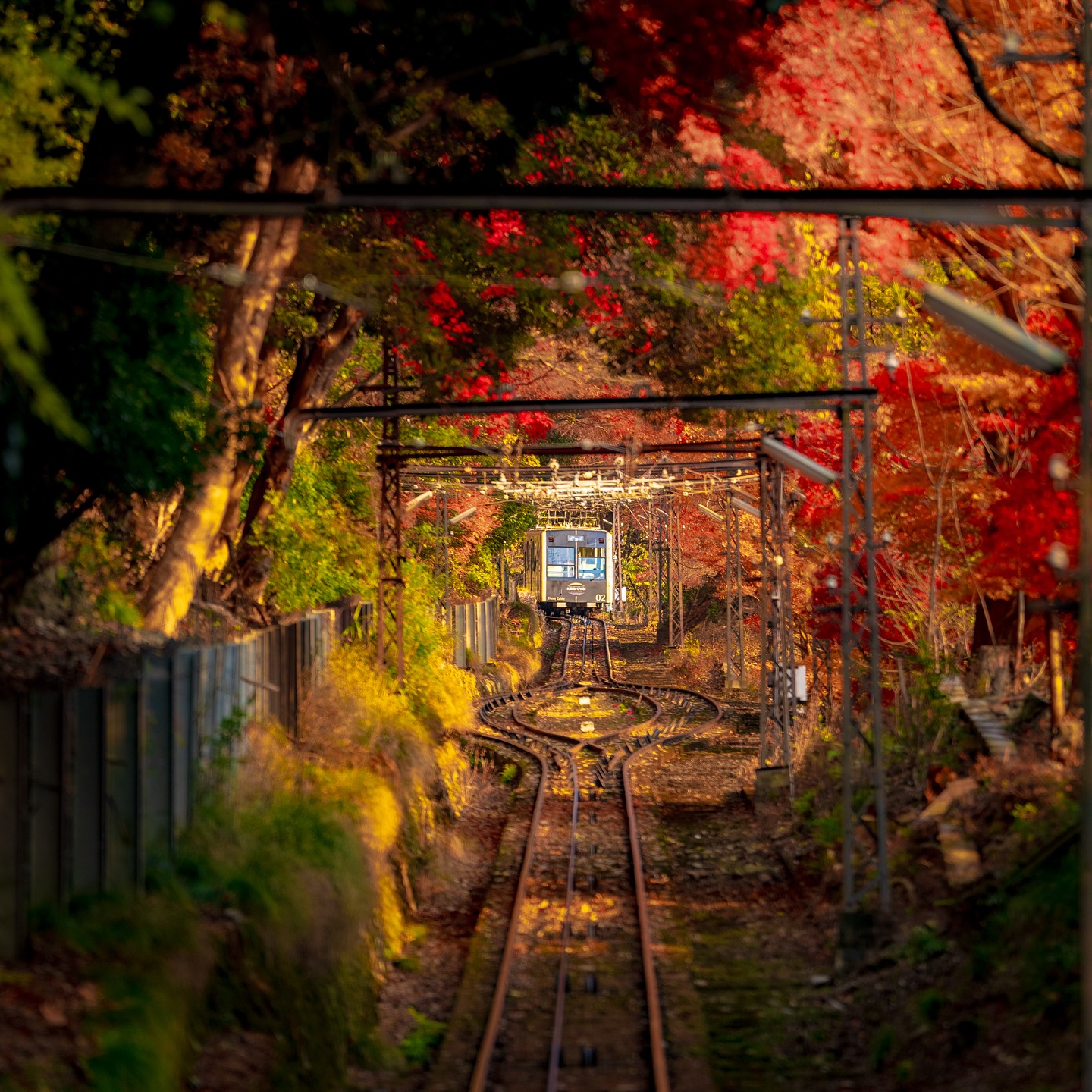 Kyoto's Autumn Colors Visible From Cable Car