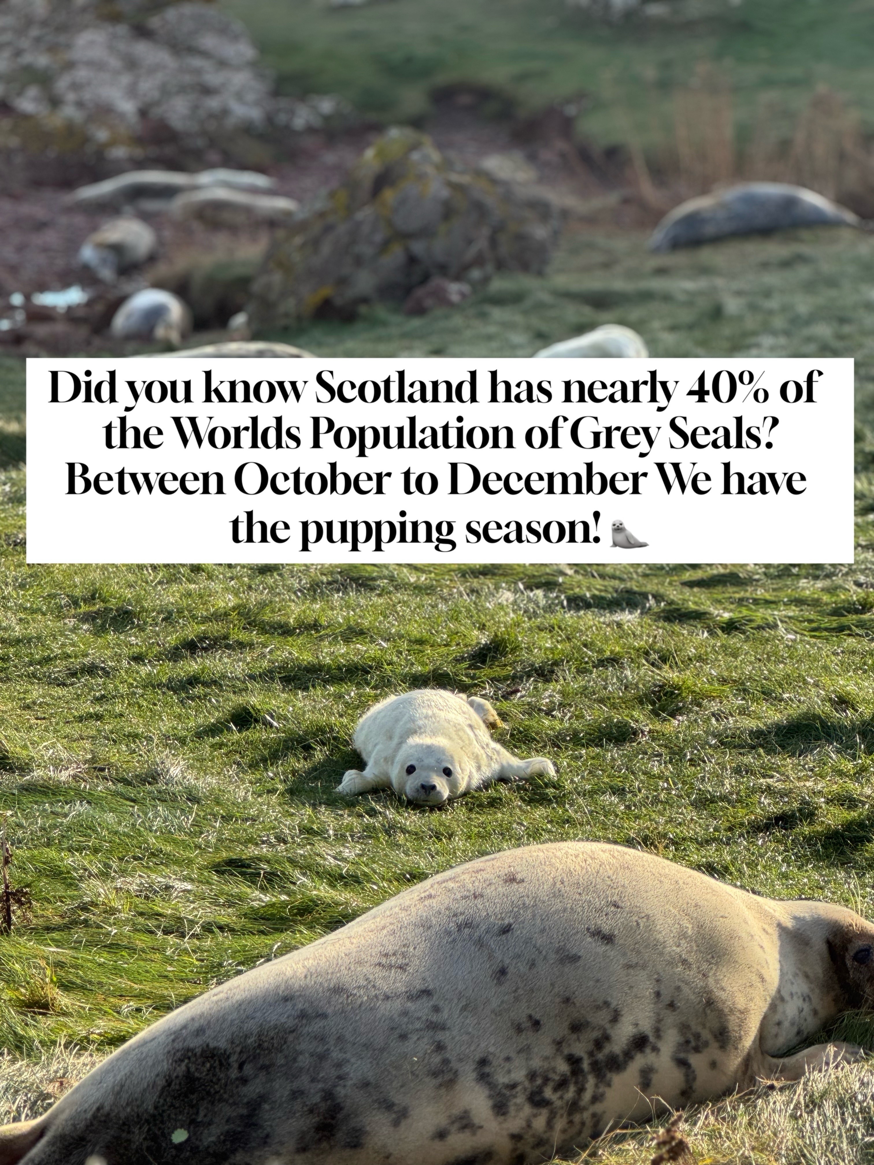 Scotland's Abundant Grey Seal Pupping Season