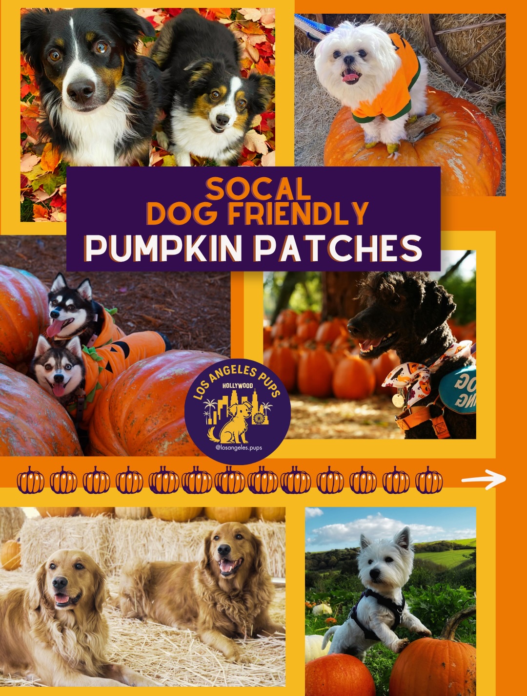 Dog-Friendly Pumpkin Patches In Southern California