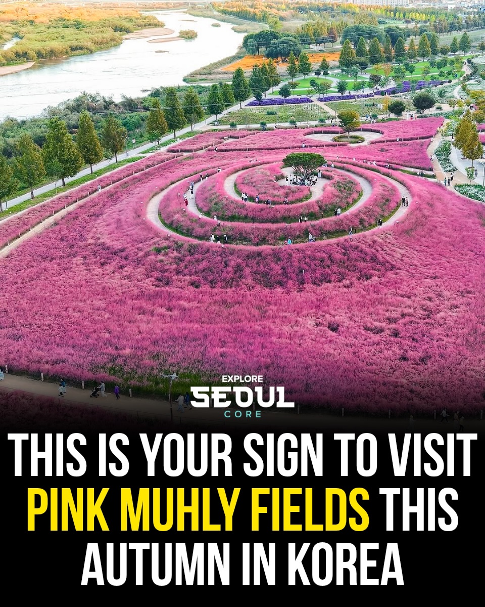 Discover South Korea's Stunning Pink Muhly Fields