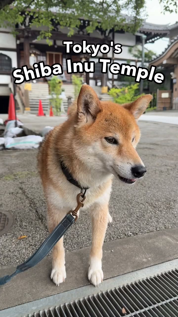 Kantsuji Temple: A Dog's Temple With Cut-Paper Stamps