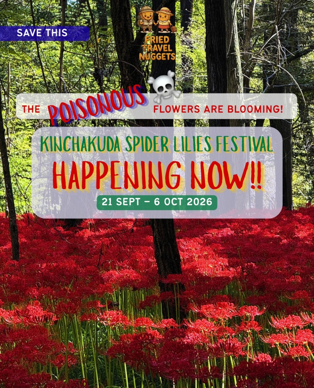 Kinchakuda Spider Lilies Festival Now Open