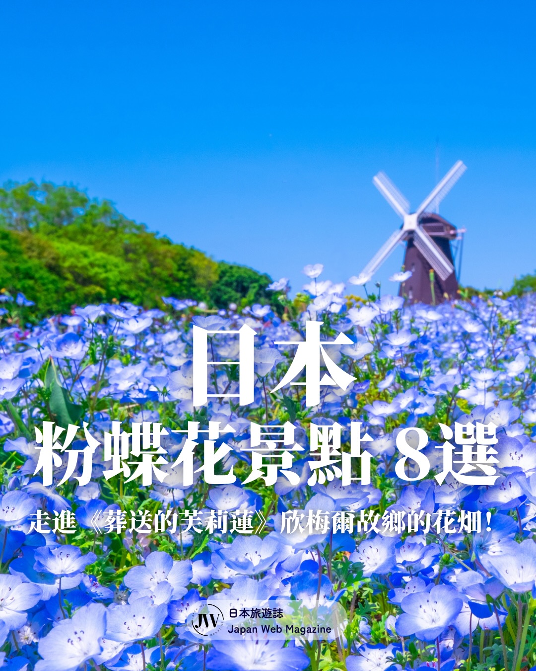 Japanese Nemophila Flower Viewing Spots