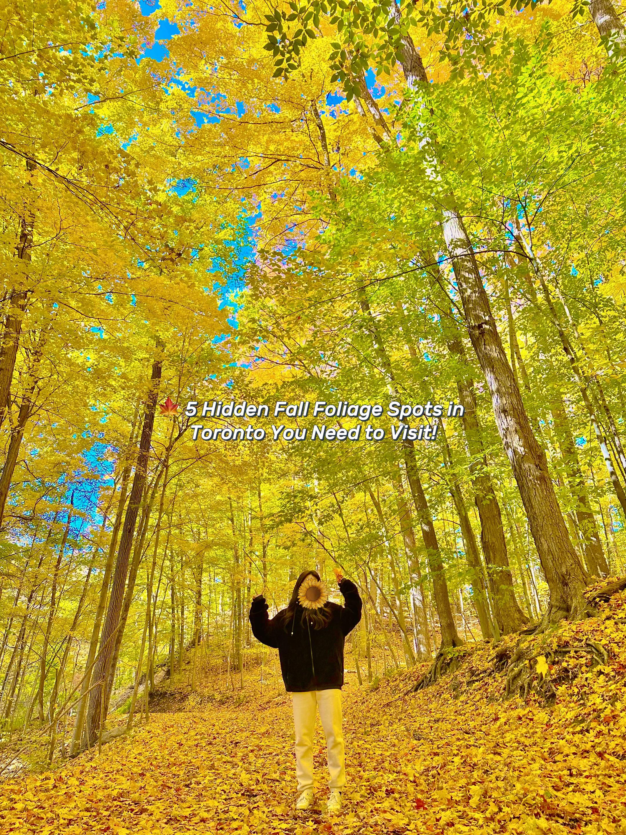 Toronto's Best Fall Foliage Parks And Ravines