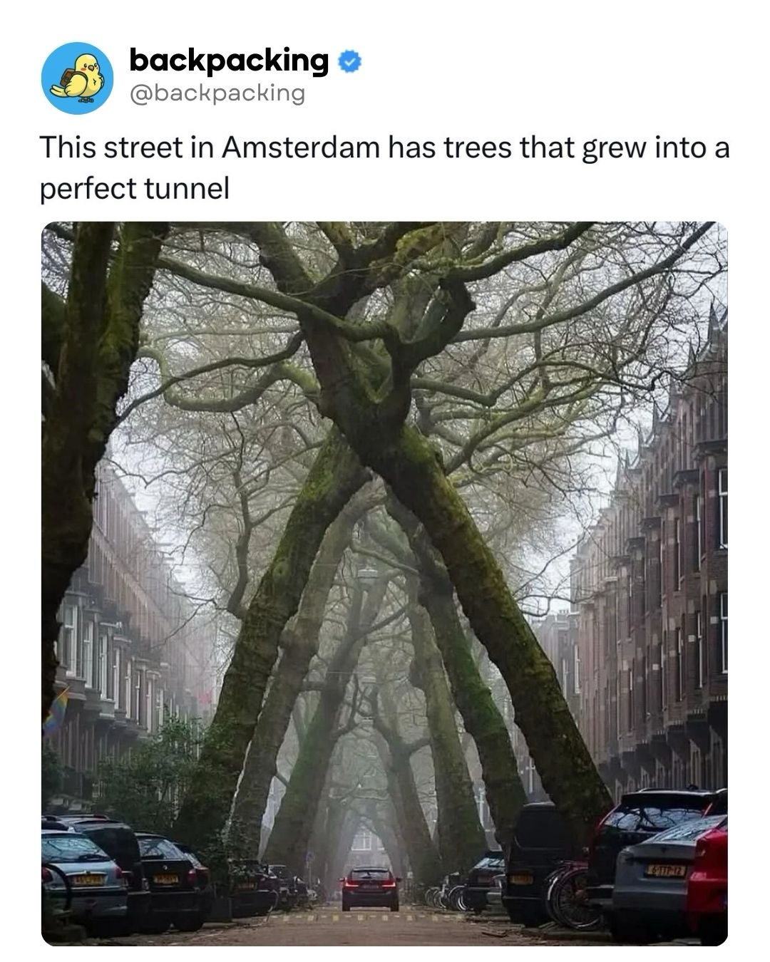 Amsterdam's Tree-Lined Street: A Natural Tunnel