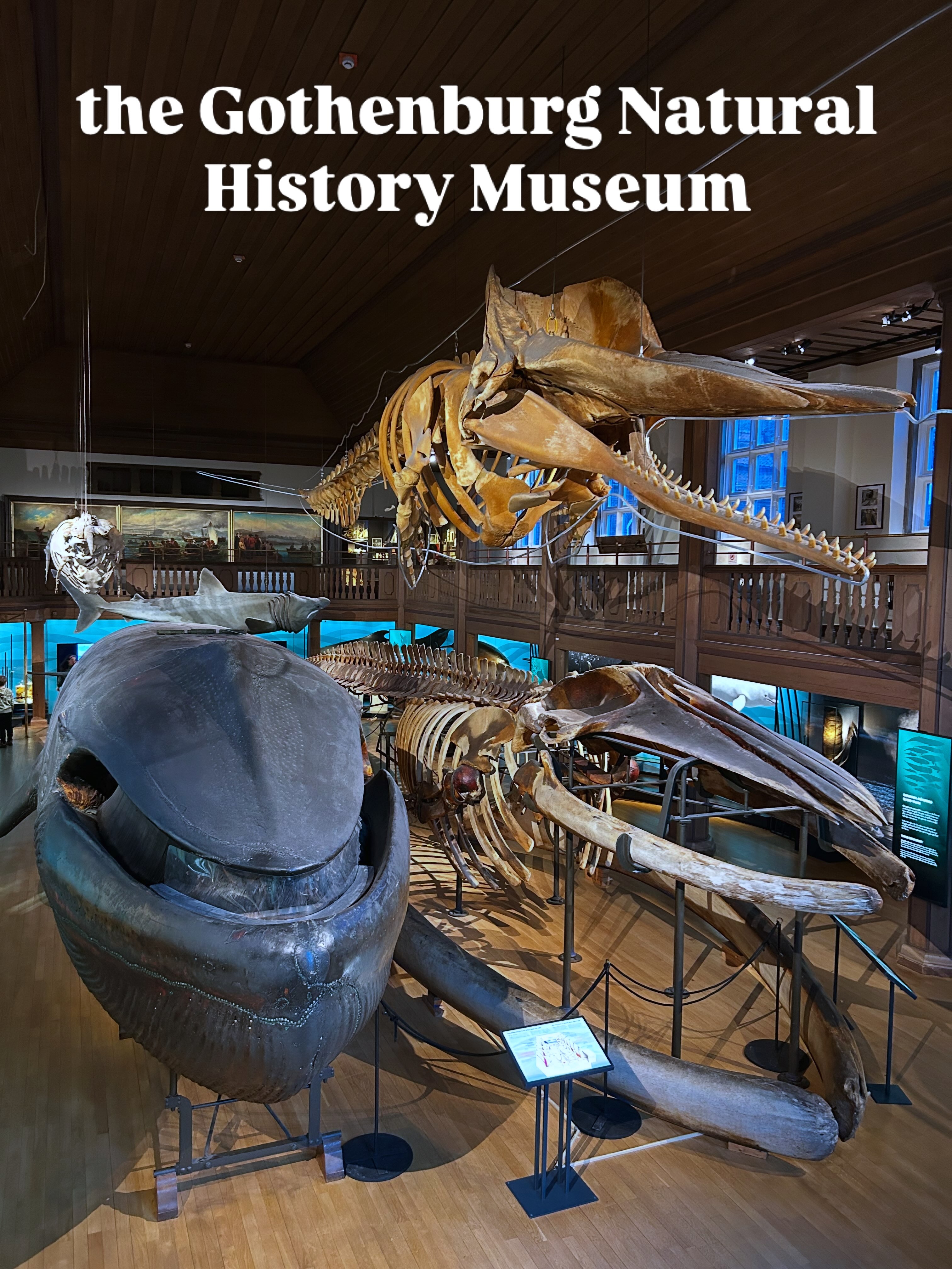 Gothenburg Museum Exhibits Whale Skeletons And More