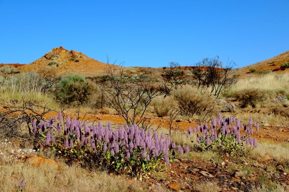Vast Karlamilyi National Park Offers Desert Oasis Pools