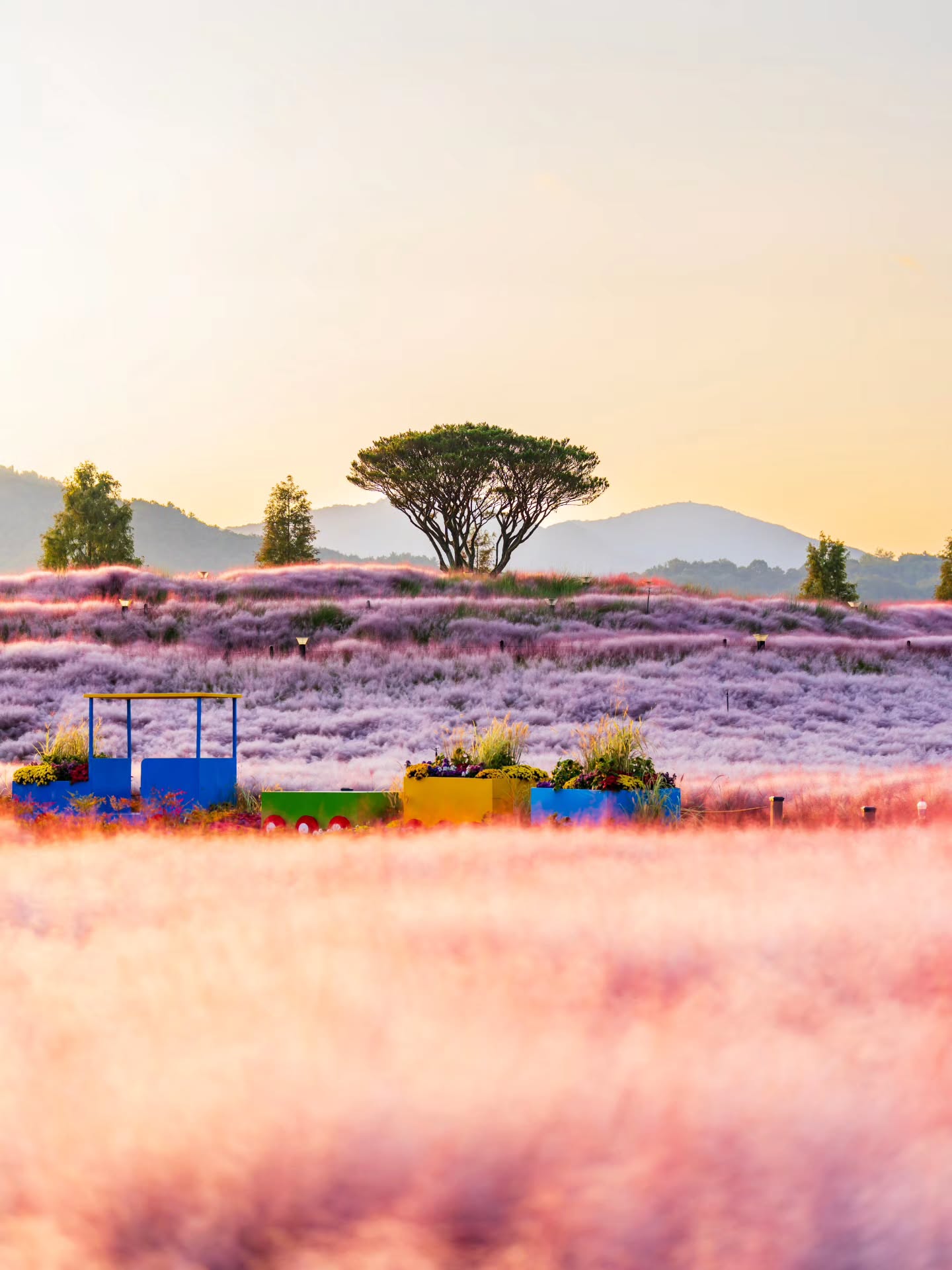 Hapcheon Park's Pink Muhly Fields Bloom