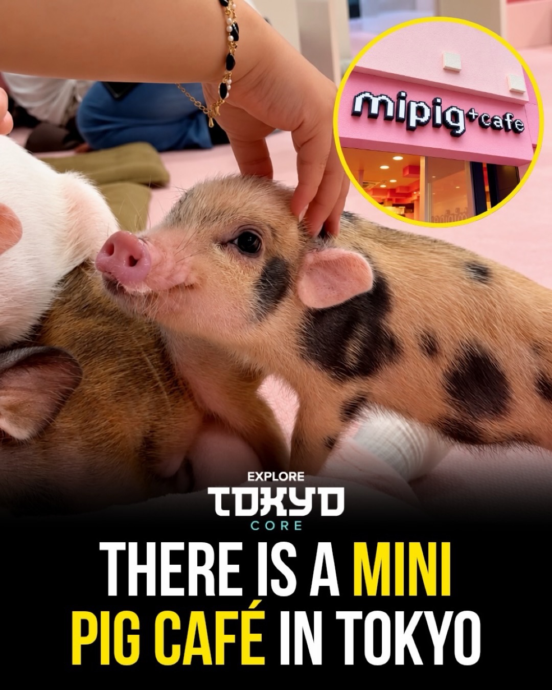 Adorable Micro Pig Cafe Experience in Harajuku