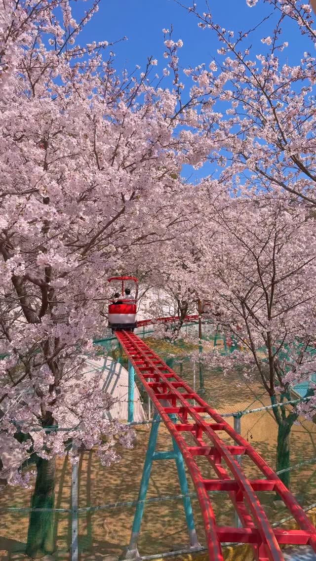 Gaya Land Angel Park Offers Cherry Blossom Views