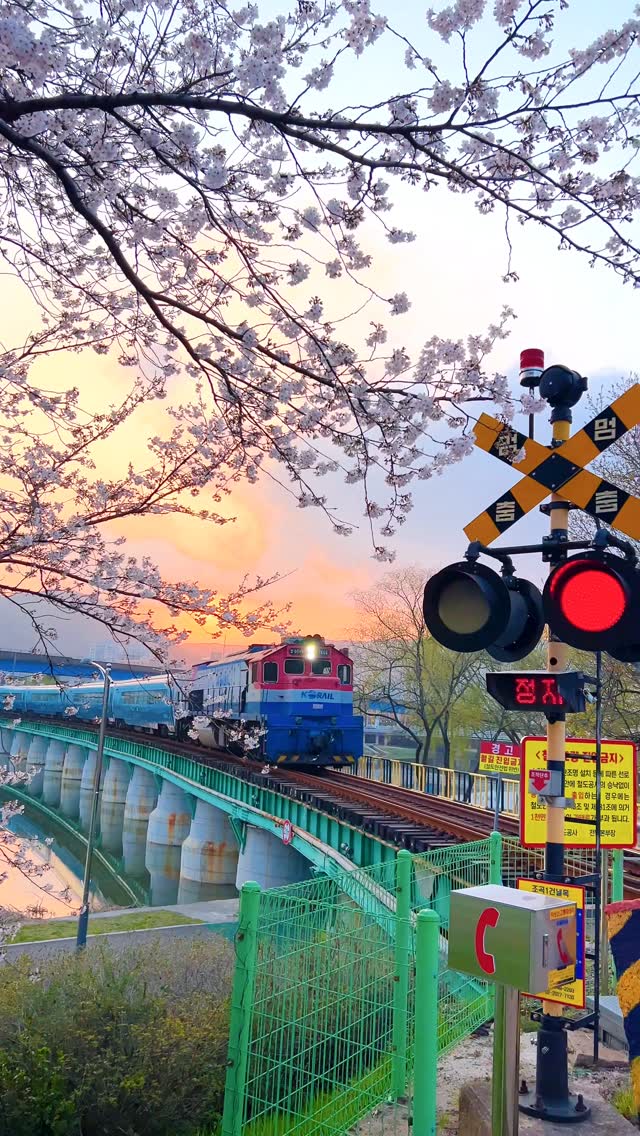 Suncheon Cherry Blossom Destinations