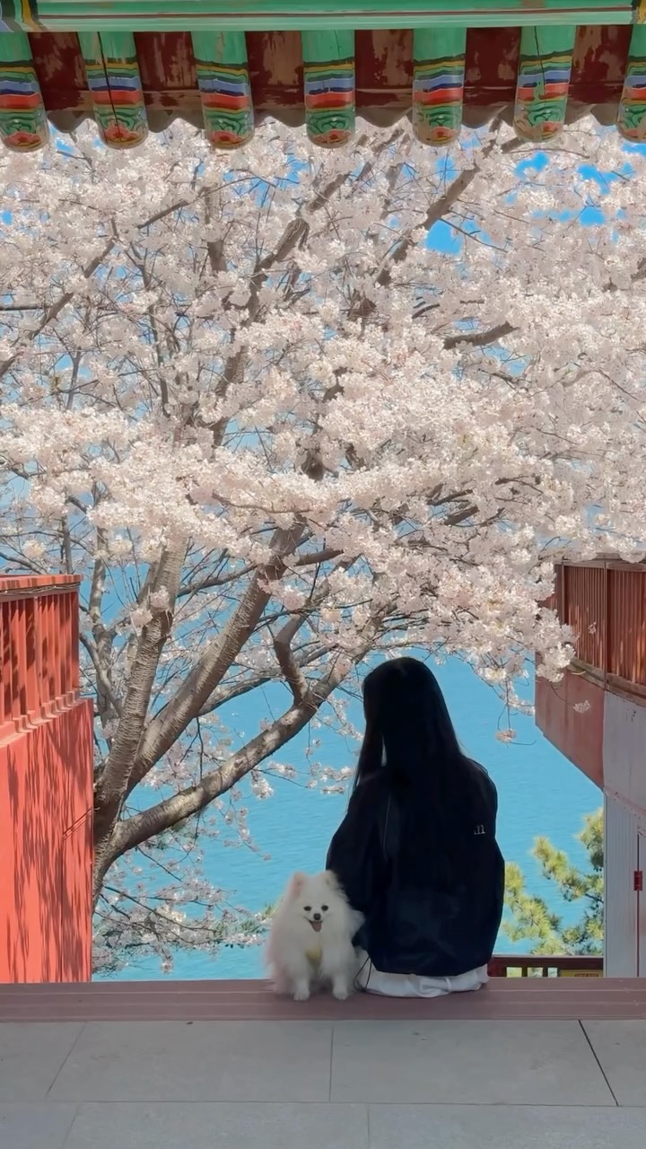 Yeosu Temple Offers Spring Views