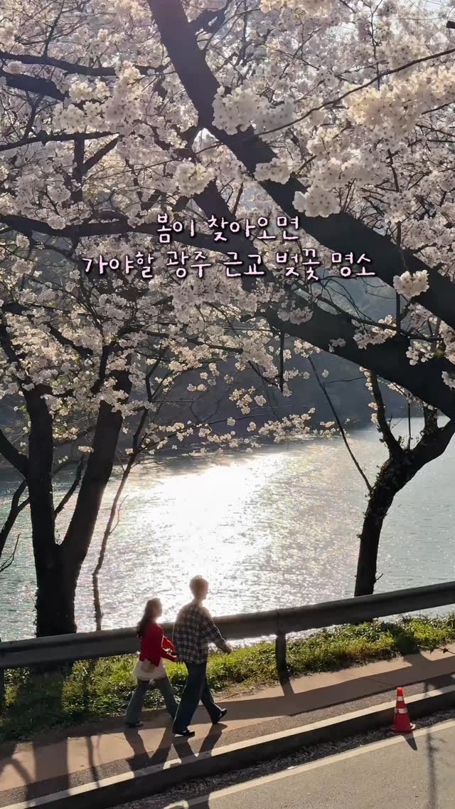 Naju's Hansuje Reservoir Cherry Blossom Road